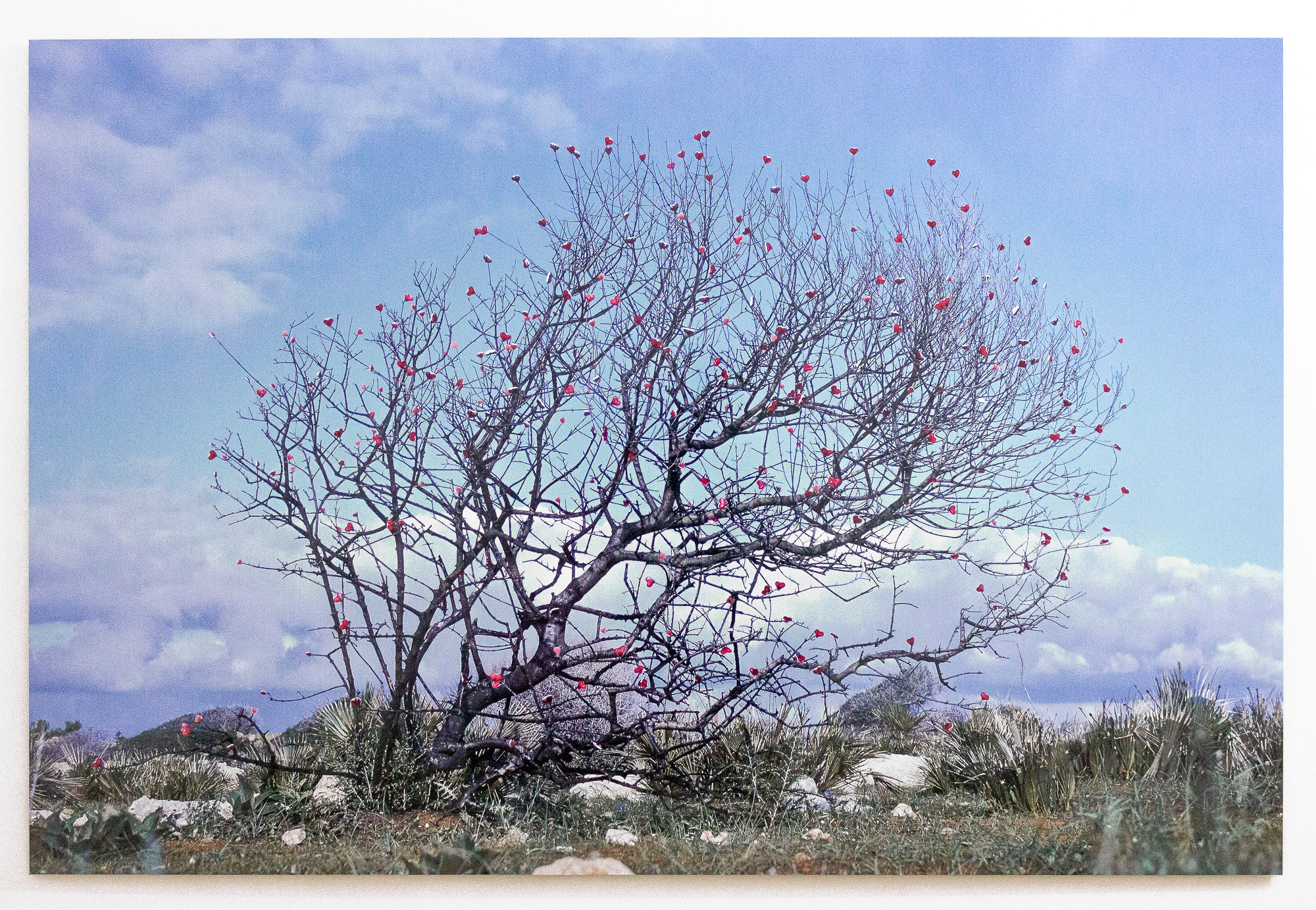 Giuseppina Giordano, SICILY KAWAII (tree), 2021